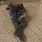 قط للتبني