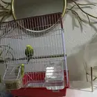 عصافير الحب