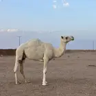 ناقه خفوت وضحا