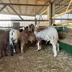 للبيع سواكني مرابي