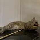 سكوتش سترت مستوى جميل تم البيع خارج الموقع