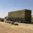 برسيم صافي فأخر درجه اولى من اجود انواع الاعلاف