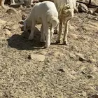بهم مندي 2 طليان