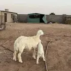 للبيع جذعه والد