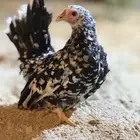 دجاج