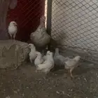 دجاجة معه 7 فروخ
