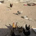 دجاج بياض شرط