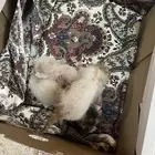 قطط لتبني العدد 3