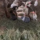 ارانب فرنسي