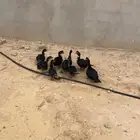 بط مصري عمر الكبار 3 شهور وصغار 2 شهرين على السوم والبيع جم