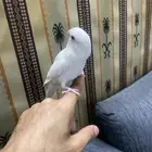 روز تربيه