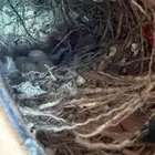 زيبرا هولندي واسترالي