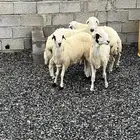 خرفان رفيديات