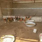 ديك بلدي للبيع العدد 18 ديك أعمارهم تقريبا  خمس اشهر