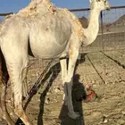 ضروبه وضحاء ب 4300 تم البيع