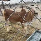 حسيله للبيع شرط من جميع الشروطه الي يبغا ذبح ولا مقنا
