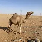ابل