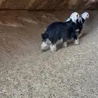 طليان فواخر