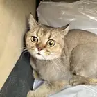 قط بريطاني