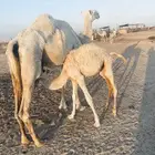 عشرا معها قعود
