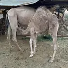 بكره ست شهور فل شحم