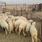 للبيع بهم حري