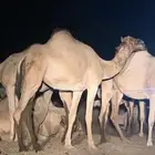 القنفدة القوز الجرد