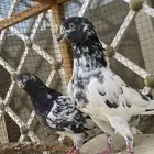 حمام بكستاني