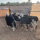 نجد بفحولها