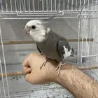 كروان كوكتيل للبيع