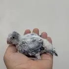 فرخ كويكر ازرق غر