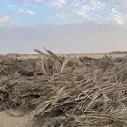 جريد