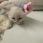 قطه