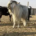 تيس سوري طيب
