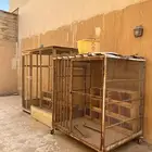 عشش شبوك للبيع قوية