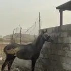 مهر بطل