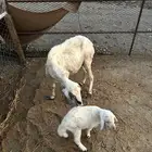 نعجه معها طلي