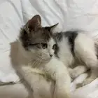 قطه انثى للتبني