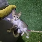 قطط للتبني