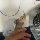طير كروان