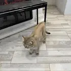 قطط سكوتش