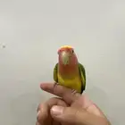 روز للبيع