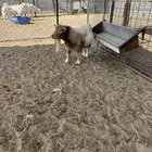 تيس قزمي بيور