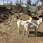 تيوس للبيع