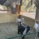 تيوس