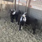 تيوس مخاصي البيع تفريد ول ا جمله