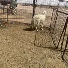 نعجه