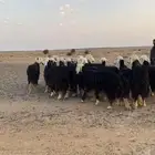 غنم مراح طيبه وشبب