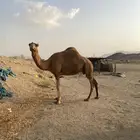 للبيع ناقه ساحليه حمرا ( تم بيع خارج موقع