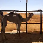 بكره حقه طالعه لقيه سبوق